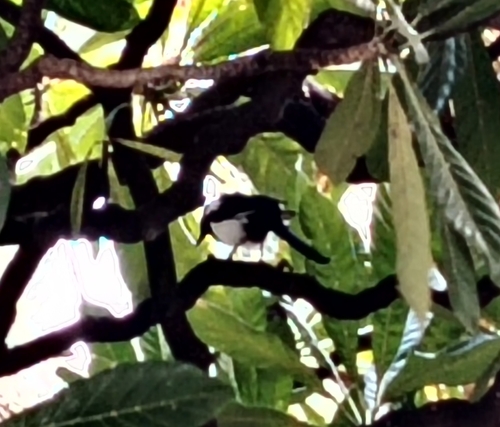 Eurasian Magpie
