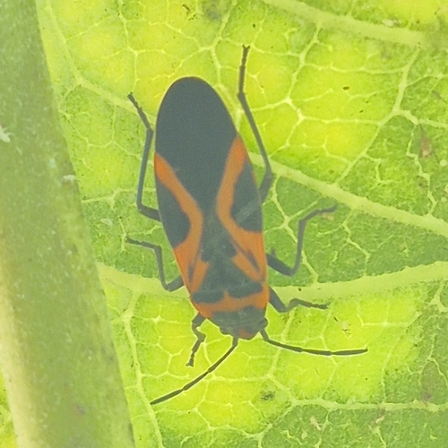 False Milkweed Bug