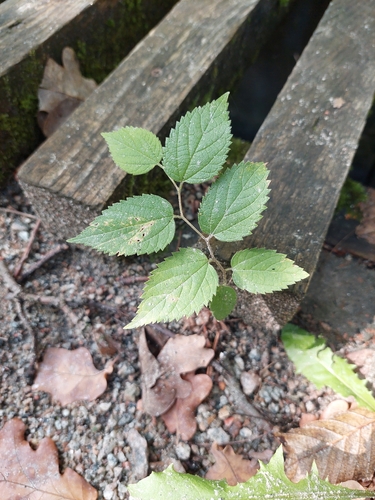 Celtis occidentalis, photograph 3