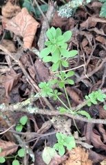 (c) Sabarni Sarker, some rights reserved (CC BY) Galium aparine, photograph (c) Sabarni Sarker, some rights reserved (CC BY)