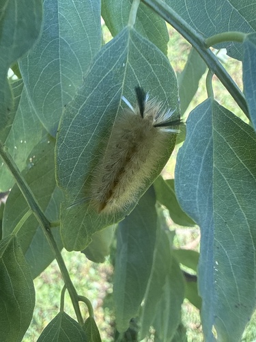 Banded Tussock Moth
