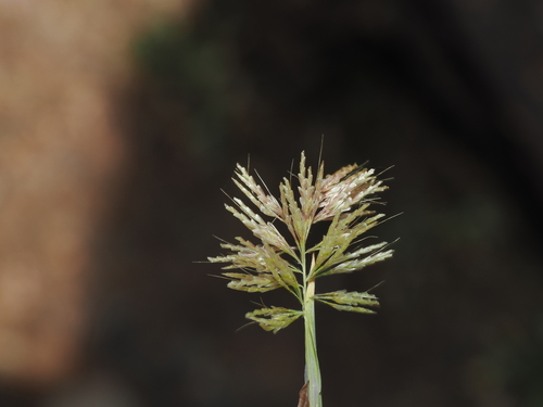 Lamarckia aurea, photograph 2