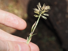 Lamarckia aurea, photograph (c) Thomas Mesaglio, some rights reserved (CC BY)