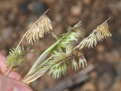 Lamarckia aurea