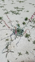 Penstemon floridus floridus