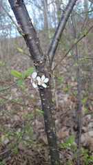 Prunus tomentosa