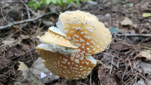 American Yellow Fly Agaric