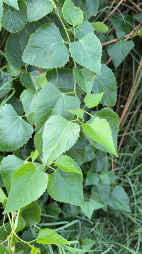 Ampelopsis cordata