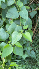 Ampelopsis cordata
