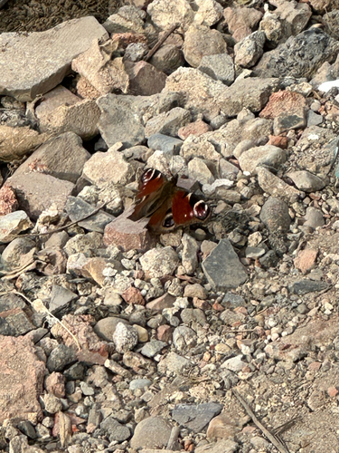 European Peacock Butterfly