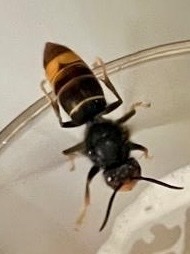 Yellow-legged Hornet