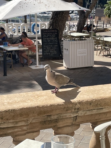 Eurasian Collared-Dove