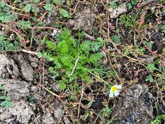 Tripleurospermum maritimum