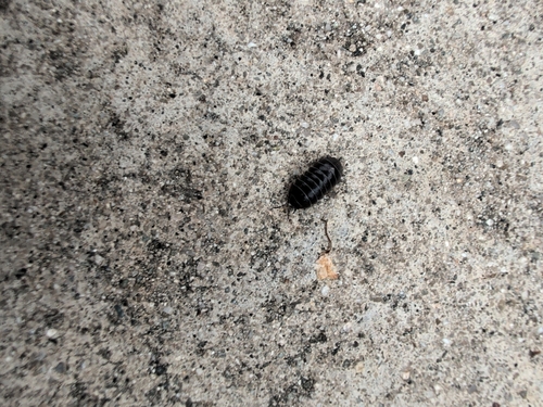 Common Pill Woodlouse