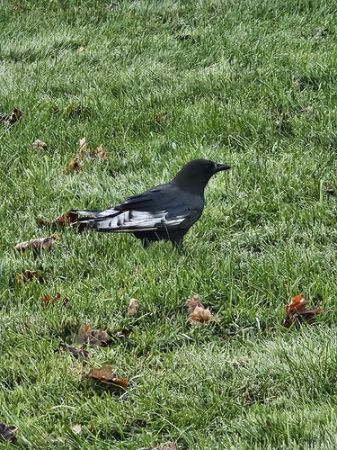 American Crow
