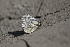 Aporia bernardi