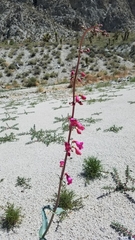 Penstemon floridus floridus