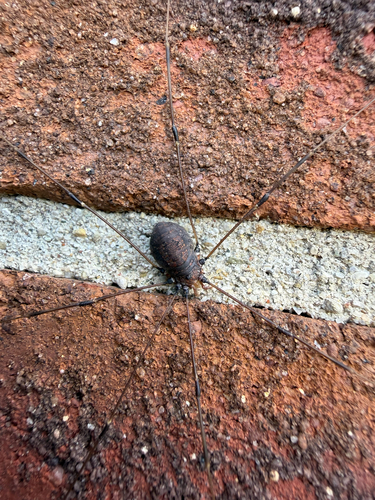 Banded Harvestman