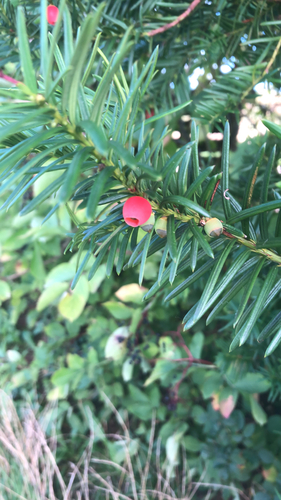 common yew