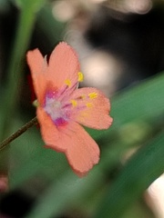 (c) Orzigul Anvarova, some rights reserved (CC BY) Lysimachia arvensis, photograph (c) Orzigul Anvarova, some rights reserved (CC BY)