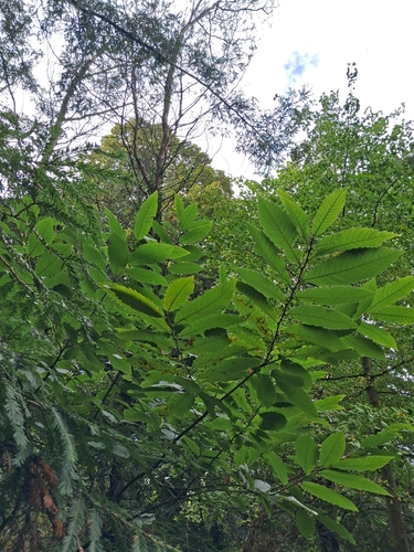 Castanea sativa, photograph 6
