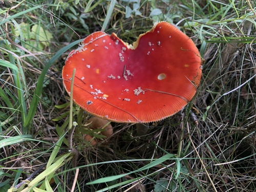 Fly Agaric