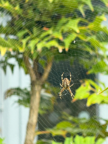 Cross Orbweaver