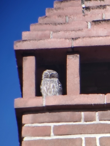 Little Owl