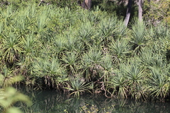 Pandanus aquaticus