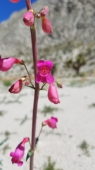 Penstemon floridus floridus