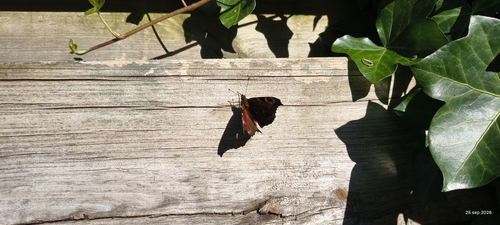 European Peacock Butterfly