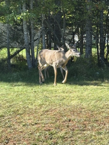 White-tailed Deer