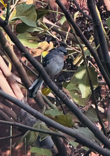 Northern Mockingbird