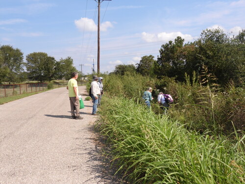 Johnson grass