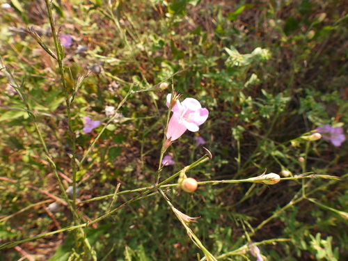 Prairie False Foxglove