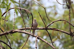 Columbina inca