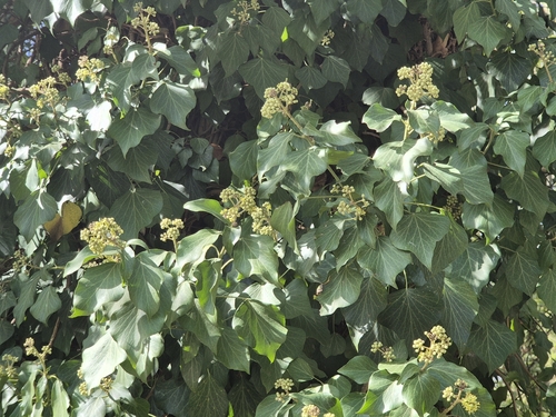 common ivy