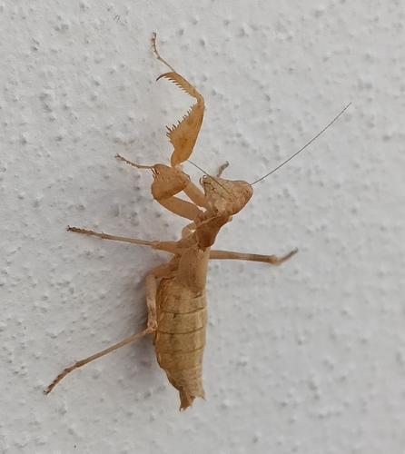 European Dwarf Mantis