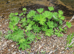 Petasites tatewakianus