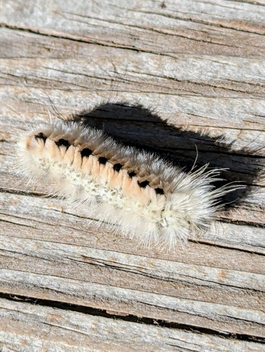 Hickory Tussock Moth