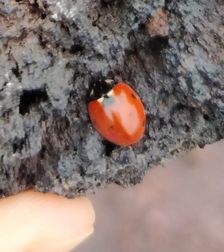 Seven-spotted Lady Beetle
