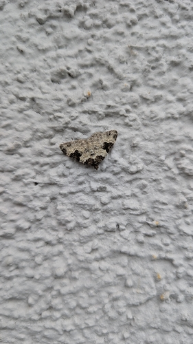 Garden Carpet