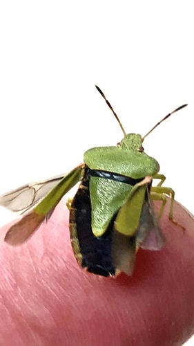 Green Shield Bug