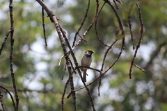 Passer domesticus