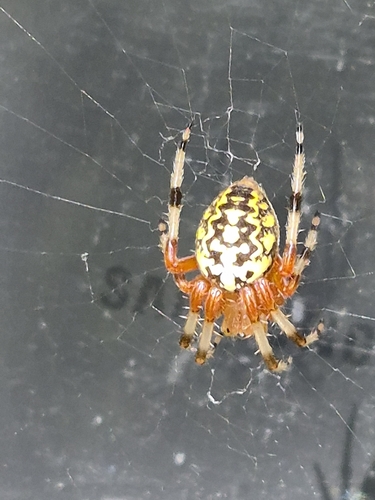 Marbled Orbweaver
