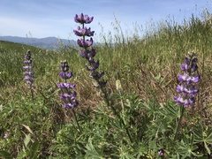 Lupinus microcarpus
