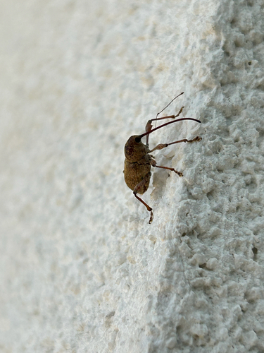 Chestnut Weevil
