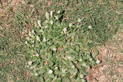 Gomphrena serrata, photograph (c) Texas Bird Family, some rights reserved (CC BY)