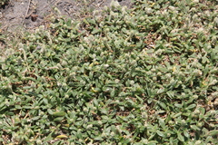 Gomphrena serrata, photograph (c) Texas Bird Family, some rights reserved (CC BY)