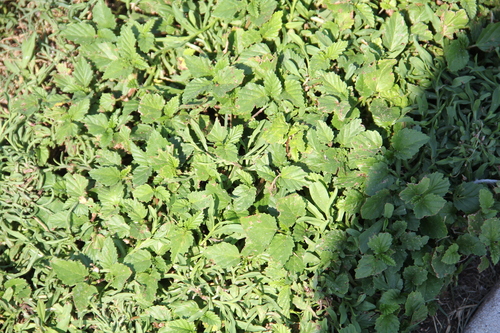 Malvastrum coromandelianum, photograph 1
